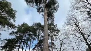 Arborist uk