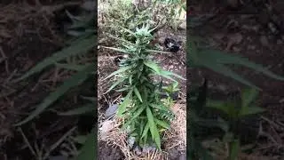 Pepper plant growing next to White Russian ❄️