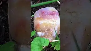 Crystal Hunting Tiktok axsthetic summer tings