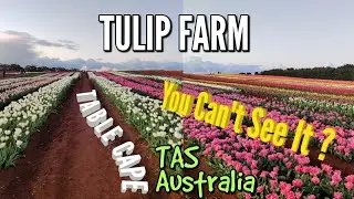 Table Cape Tulip Farm and Tulip Festival Fireworks | Must visit Place in Tasmania (Australia)