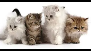 Inside The Mind of A Cat Trailer 2022