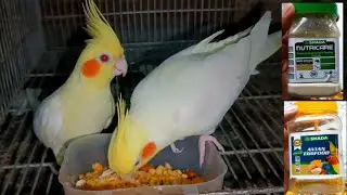 ককাটেল পাখির বাচ্চা সুস্থ রাখার উপায়।