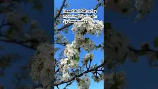 Beautiful Saturday morning. #spring in Sydney #saturday #beautifulflower #spring2025