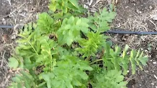How to Grow A Parsnip: Enjoy this sweet carrot cousin in your garden