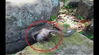 So pity ! DeeDee do Bad On Baby lori , Lori Scare Till fall Down Between Rock.