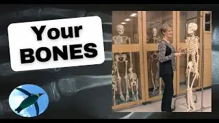 Intro Skeleton and Bone Tissue | A&P Basics 💀🐧