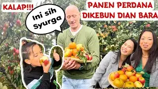 AKHIRNYA!! KESAMPAIAN PANEN DI KEBUN @Dian Bara SUAMI & ANAK KALAP SEMUA 😂