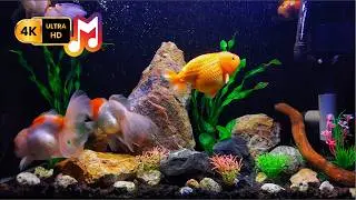 Ultimate Sleep Aid: 4K Aquarium & Gentle Piano | Relaxing Fish Tank Sounds
