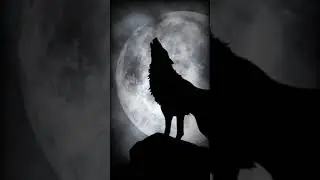 sonido lobo aullando