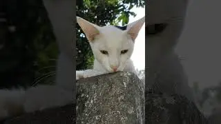 cat.funny video.#ytsubscriberboost #youtube #getsubscribersonyoutube #viral #getsubscriber #vlog #yt