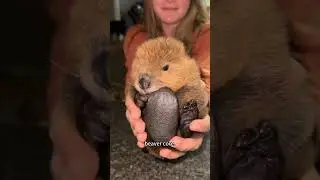 Cute beaver 🦫 #cute #beaver #funny #fyp #foryou