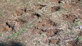 102 - Animals That Dig