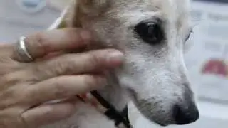 A 17-year-old Jack Russell has a carnaissal tooth abscess 2/8