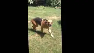 Dog vs wubble bubble ball
