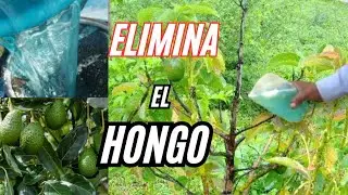 ELIMINA EL HONGO DE TUS PLANTAS DE AGUACATE 🥑 (con sulfato de cobre )