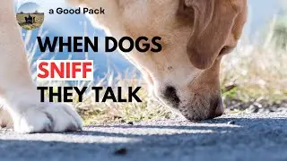 When dogs sniff- they talk