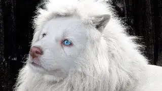 CUTEST Mixed Dog Breeds In The World!