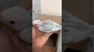 انتاج الدرة 03 Redneck Parrot breeding