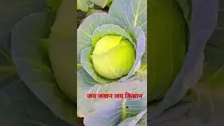 मेरे देश की धरती ||जय जवान जय किसान #agrostarapp #agrostar #potato