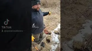 Coyote trapping in Iowa with foothold traps