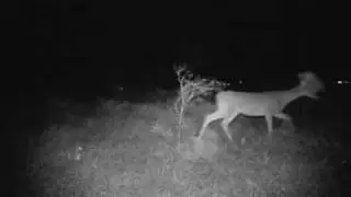 Creepy Mutant Weird Strange Deer filmed by a Scoutguard SG560V Trail Camera in Texas