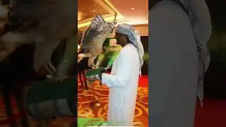 Falcon Show UAE Conrad Hotel