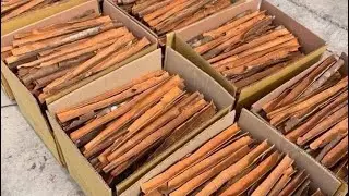 Factory Wholesale Split Cassia Split cinnamon  from Guangxi origin Place.#splitcassia #splitcinnamon