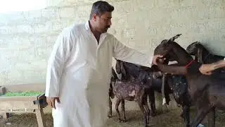 Akhter goat farm Lal Khan form sabse rate ki bakriyan