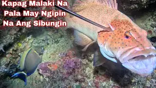 Ep 654 dive 2 kapag Malaki Na Pala May ngipin Na Ang sibungin night spearfishing Philippines 