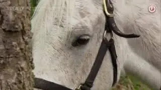 Animal Cops Houston S14E10 Missing Puppies Grey Horse