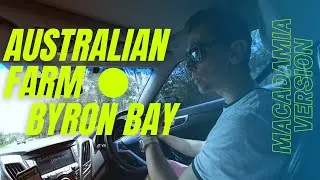 Австралийский огород в Byron Bay | Собираю макадамию