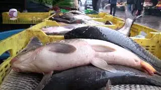 Bazarlarda yerli balıq növləri niyə görünmür?