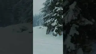 Mount Rainier Snow Blizzard