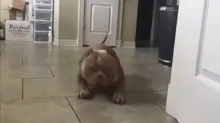 The Chop Suey Dog