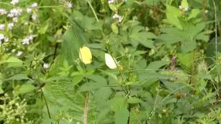 Failed Courtship of Grass Yellow Butterfly キタキチョウの交尾拒否？（誤認求愛？）