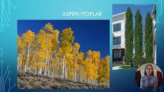 Fast Growing Trees