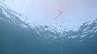 Pesca Submarina/Spearfishing La Palma🇮🇨-Abade. 