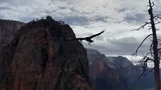 New Zion Forever Project Field Guide highlights conservation and community