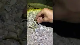Управляем диким пустынным волосатым скорпионом!
