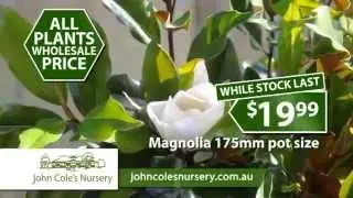 John Cole's Nursery - Yuccas and Magnolias at Wholesale Prices