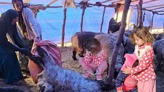 Nomadic lifestyle: How nomads of Iran's mountains face unexpected events?