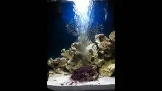 Biorb life 30