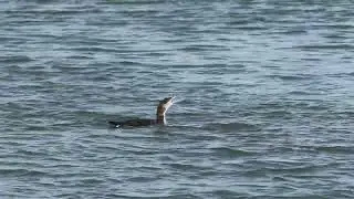 Plongeon imbrin (Gavia immer) - Great Northern Diver / Common Loon