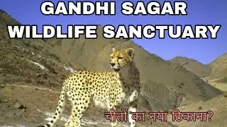 Relocation of Cheetah in Gandhi Sagar Wildlife Sanctuary|| गांधी सागर वाइल्डलाइफ सेंचुरी