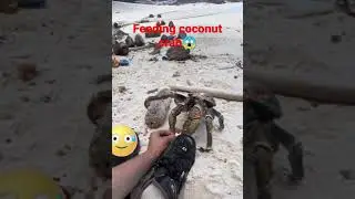 HOW TO FEED COCONUT CRAB?😱#short #viral #trending #satisfying #youtubeshorts #nature#asmr