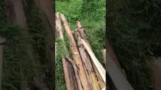 Runway Nagaland. &lsquo;Banana fibre&rsquo;