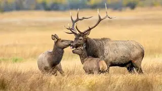 Elk: Journey into the Untamed Elks Wilderness | Elk Facts