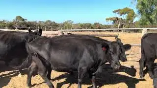 Brockhoff Cows Tops