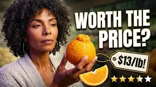 Sumo Citrus - Most Expensive Fruits