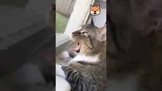 Cute Cat New Video | Cat Video | Petmo #shorts